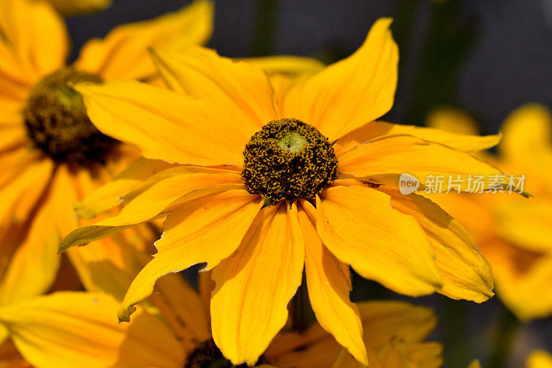 Rudbeckia /黑眼苏珊/圆锥花